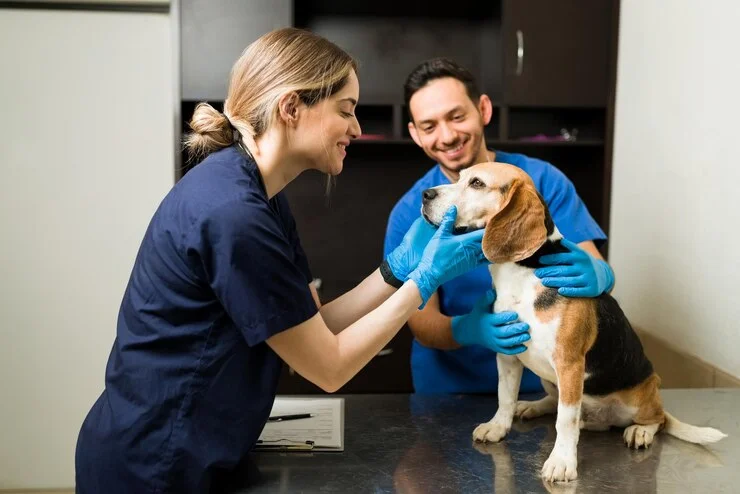 Plano de Saúde Pet: Cuide do Seu Amigo Hoje!